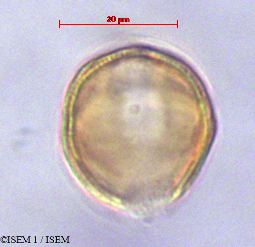 ISEM 1/Cinchona_lucumifolia_29128/Cinchona_lucumifolia_29128_0003(copy).jpg